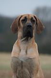 DOGUE ALLEMAND 758